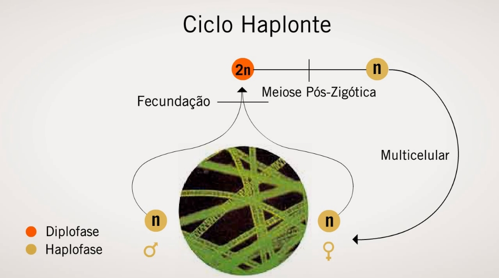 Ciclo haplonte