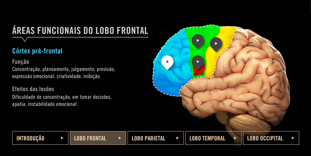 Áreas funcionais do cérebro